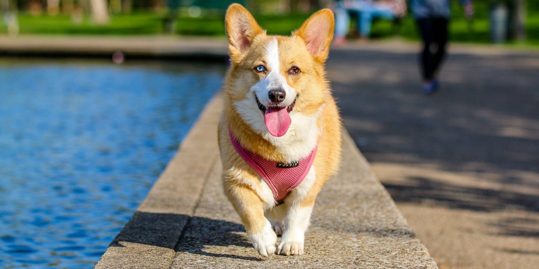 Car Safety for Dogs and Cats